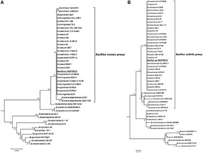 Chromium Hyper-Tolerant Bacillus sp. MH778713 Assists Phytoremediation of Heavy Metals by Mesquite Trees (Prosopis laevigata)